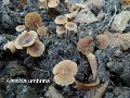 Alnicola umbrina-amf1347